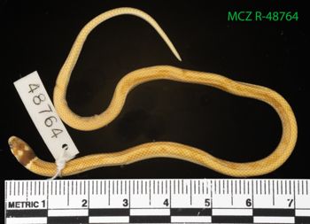 Media type: image;   Herpetology R-48764 Description: Specimen photo;  Aspect: whole body dorsal